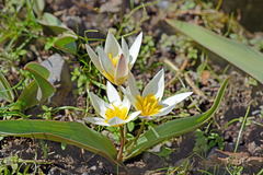 Tulipa orthopoda