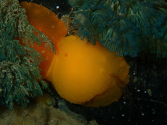 Doriopsilla aurea