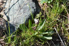 Valeriana chionophila