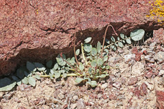 Chylismia multijuga