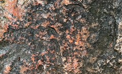 Lichinodium sirosiphoideum