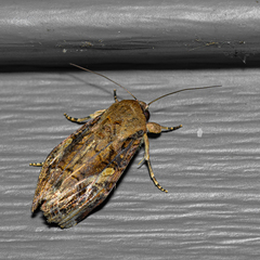 Spodoptera frugiperda