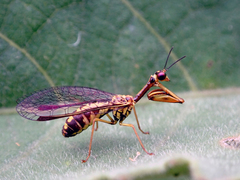 Spaminta minjerribae