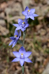 Thelymitra × truncata