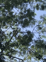 Pycnonotus aurigaster