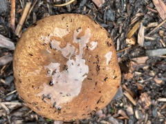 Suillus pseudobrevipes