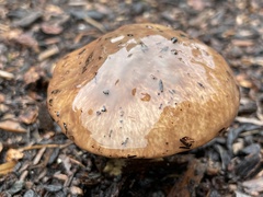 Suillus pseudobrevipes