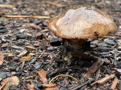 Suillus pseudobrevipes