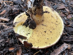 Suillus pseudobrevipes