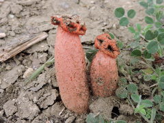 Lysurus periphragmoides