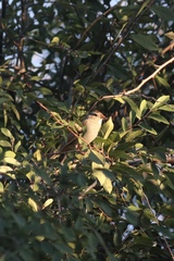 Zonotrichia leucophrys