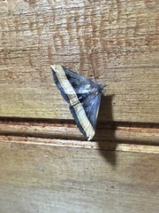 Pterhemia schausialis