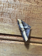 Pterhemia schausialis