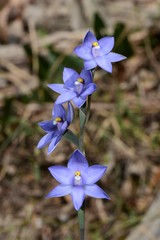 Thelymitra × truncata