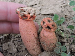 Lysurus periphragmoides