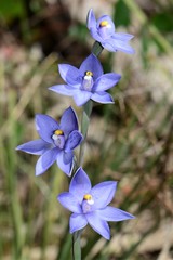 Thelymitra × truncata