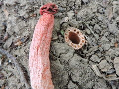 Lysurus periphragmoides