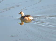 Tachybaptus ruficollis