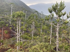 Araucaria rulei