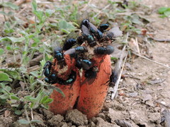 Lysurus periphragmoides