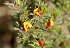 Pultenaea tenuifolia