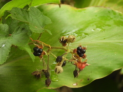 Rubus nagasawanus
