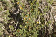 Pultenaea tenuifolia