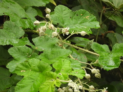Rubus nagasawanus