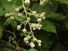 Rubus nagasawanus