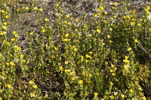 Image of Roepera billardierei by (c) Rod Lowther, some rights reserved (CC BY)