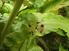 Rubus nagasawanus