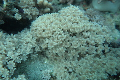Clavularia
