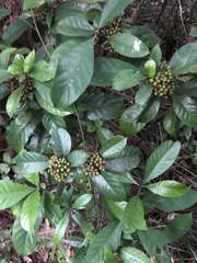 Psychotria asiatica