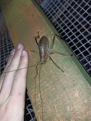 Deinacrida heteracantha