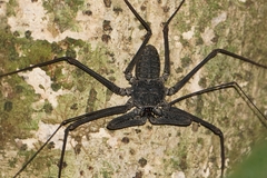 Paraphrynus emaciatus