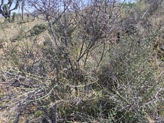 Adolphia californica