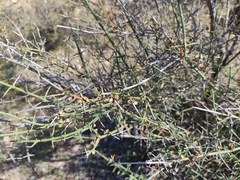 Adolphia californica