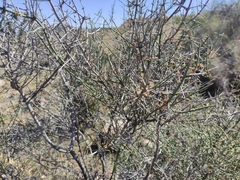 Adolphia californica