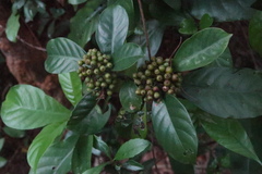 Psychotria asiatica