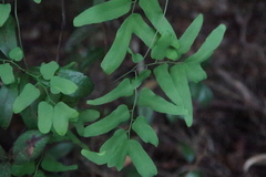Lygodium microphyllum