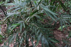 Acacia confusa