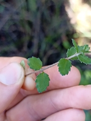 Gonocarpus aggregatus