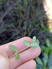 Gonocarpus aggregatus