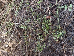 Gonocarpus aggregatus