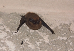 Peropteryx
