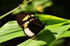 Heliconius cydno cydnides