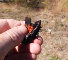 Arphia pseudonietana