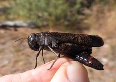 Arphia pseudonietana