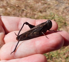 Arphia pseudonietana