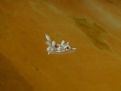 Ancula mapae